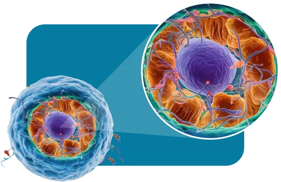 longeny mitochondrial health